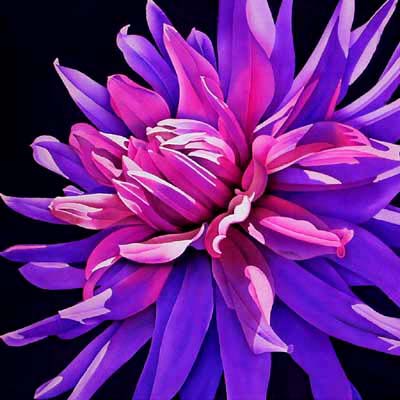 Silk Painting Cactus Dahlia