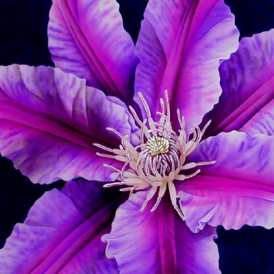 Silk Painting Clematis