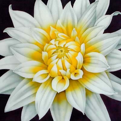 Silk Painting White Dahlia