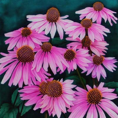 Silk Painting Echinacea