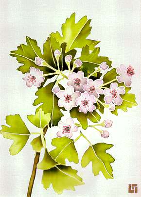 Hawthorn Blossom