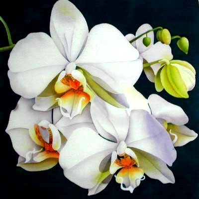 Silk Painting Moth Orchid