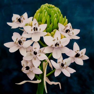 Silk Painting Ornithogalum