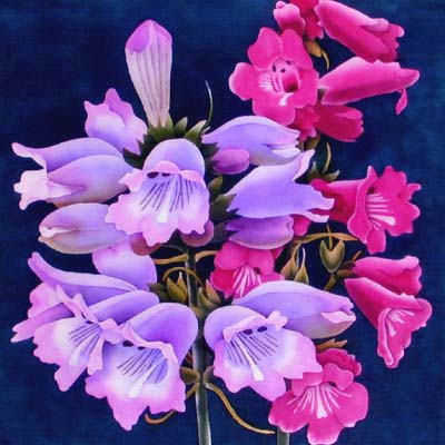 Silk Painting Penstemon