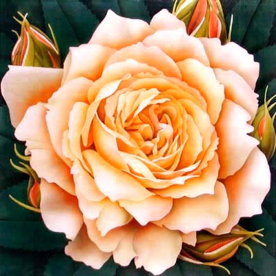 Silk Painting English Rose